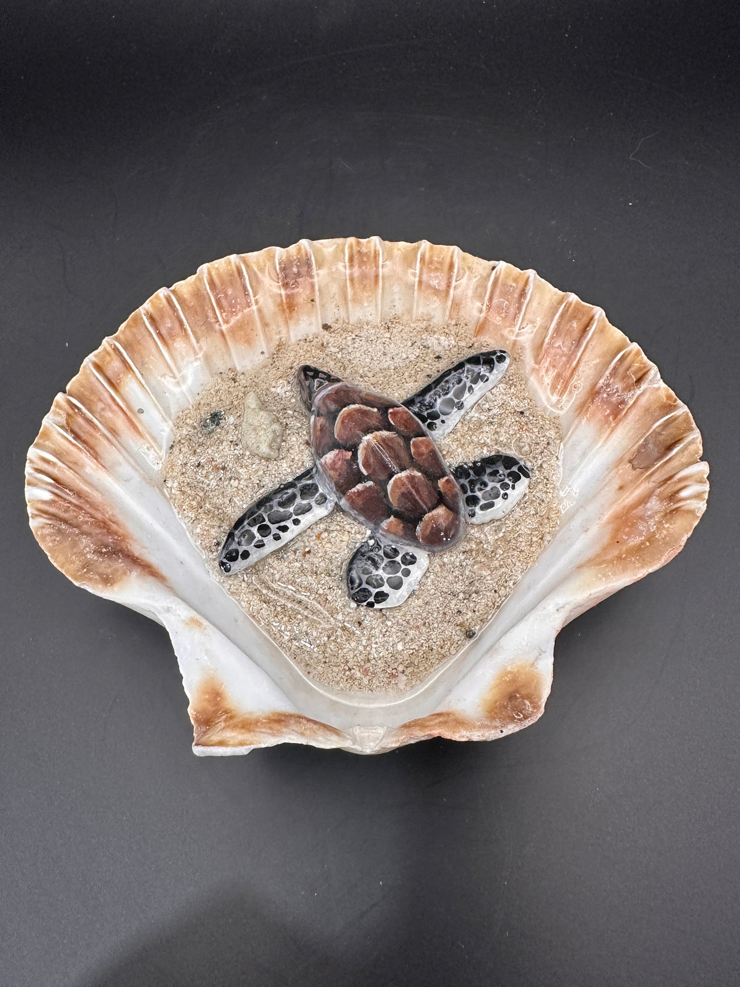 Sea turtle in a Shell