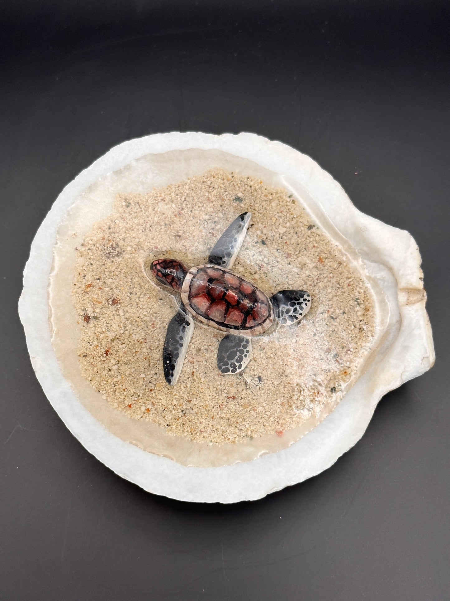Sea turtle in a Shell