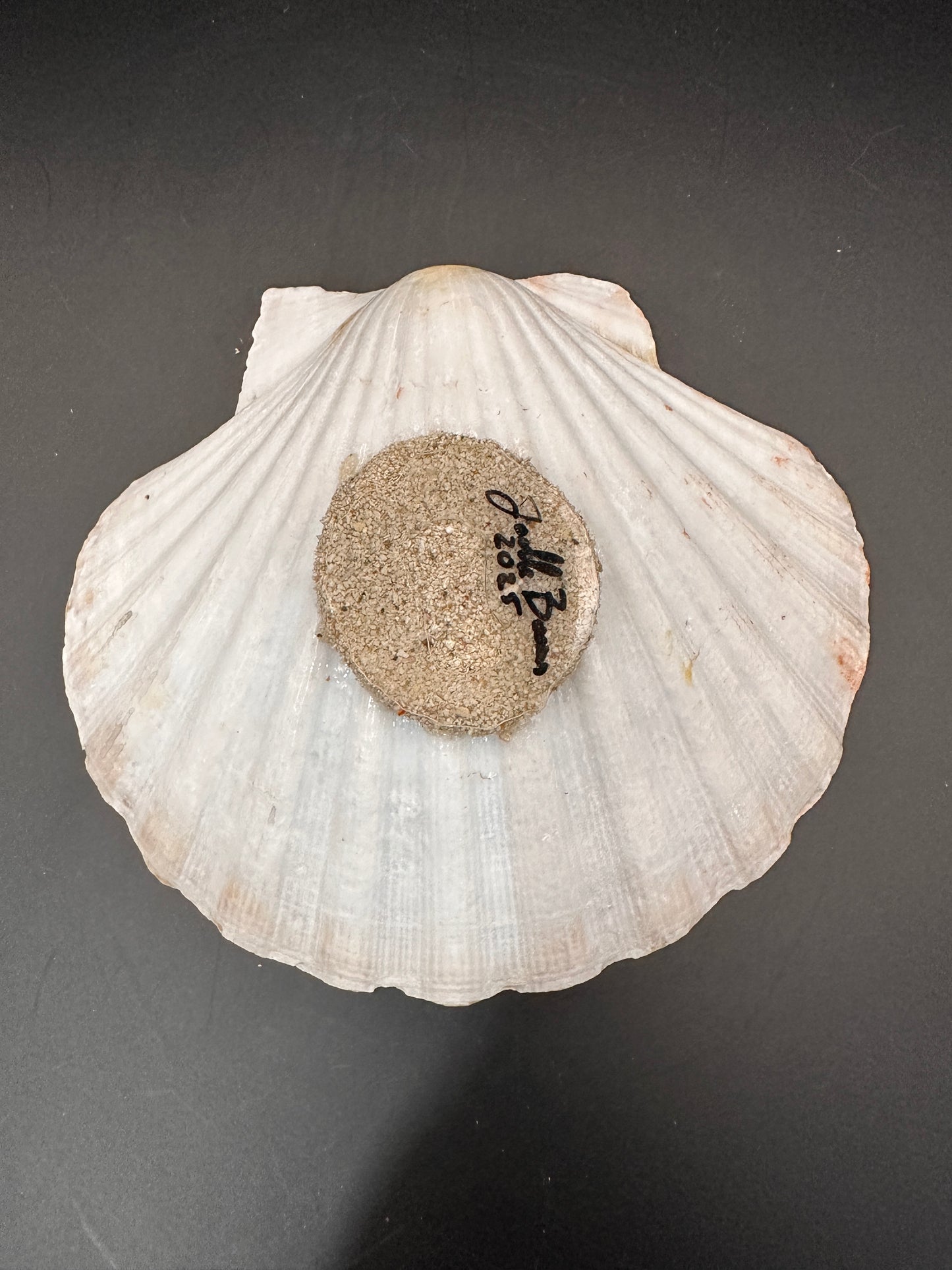 Sea turtle in a Shell