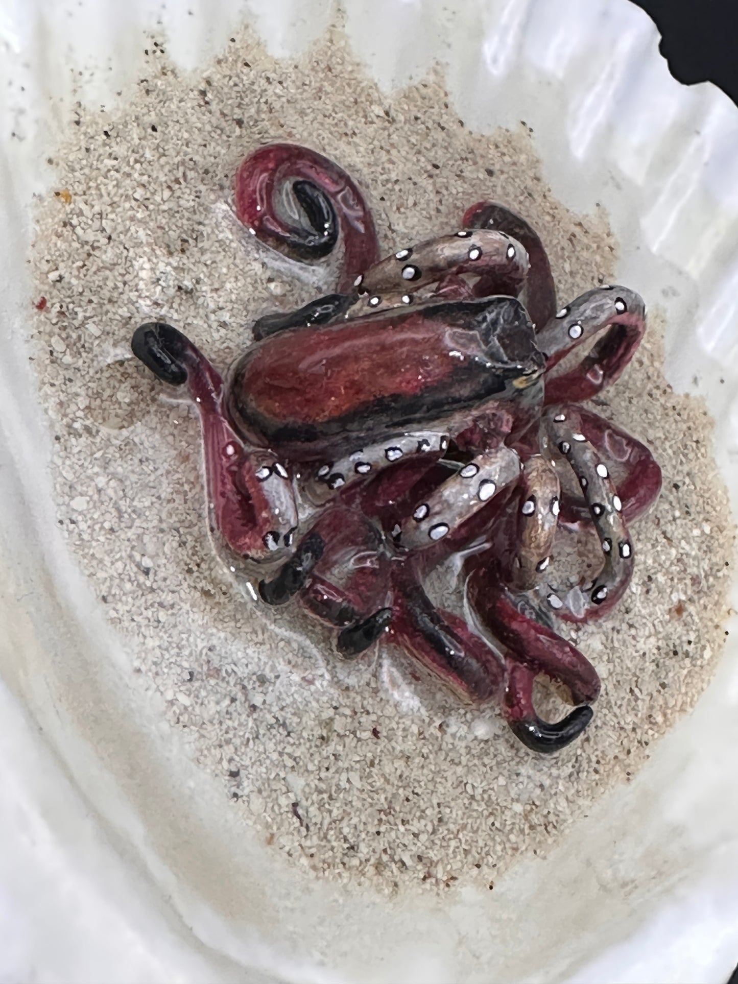 Octopus in the Scalloped Shell